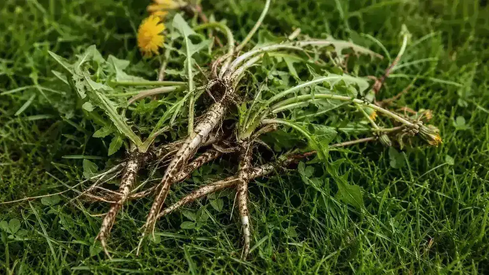 Pile of pulled dandelions and crabgrass with whole roots intact on a patch of lawn
