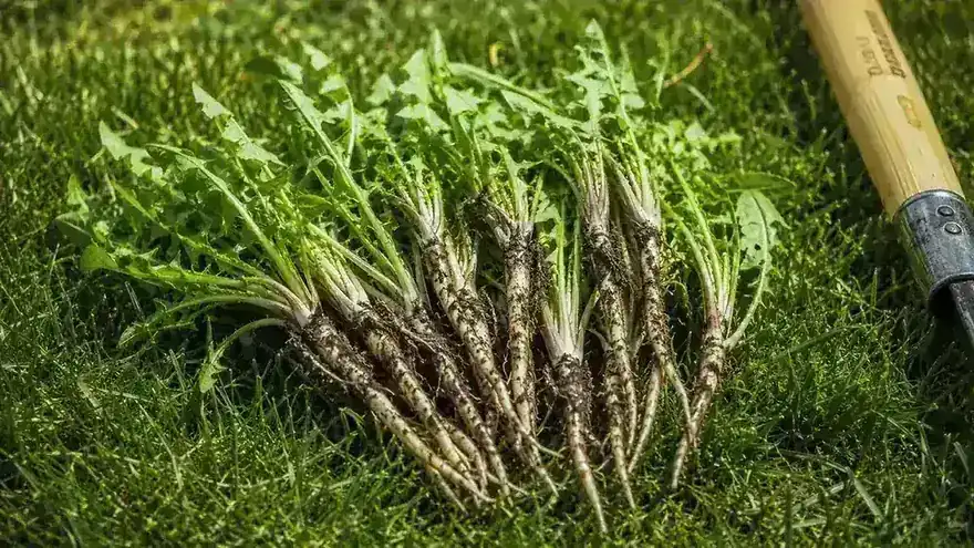 A pile of pulled weeds with intact taproots beside the Grampa's Weeder tool lying on a lawn