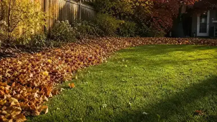 Neatly piled autumn leaves at the edge of a lawn after being blown into a windrow, ready for bagging