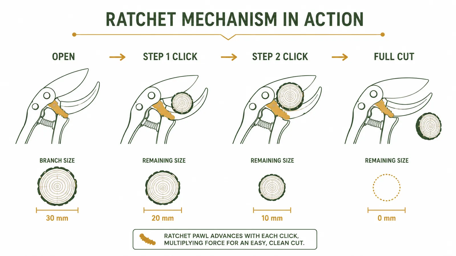 Diagram showing the ratchet mechanism steps from open to closed on loppers, with branch diameter labels at each ratchet position