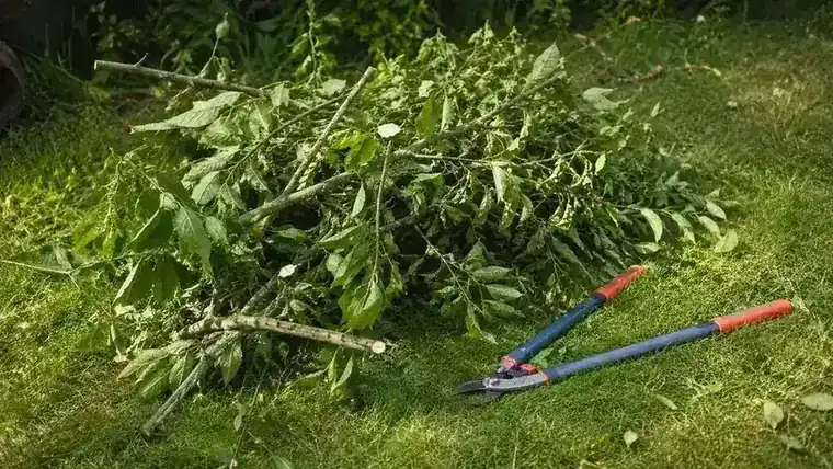Pile of cut branches on a lawn beside a pair of loppers after a pruning session